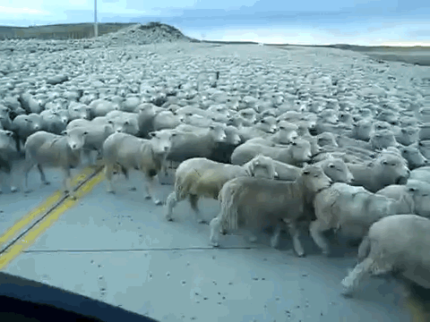 gif of sheep herd separating