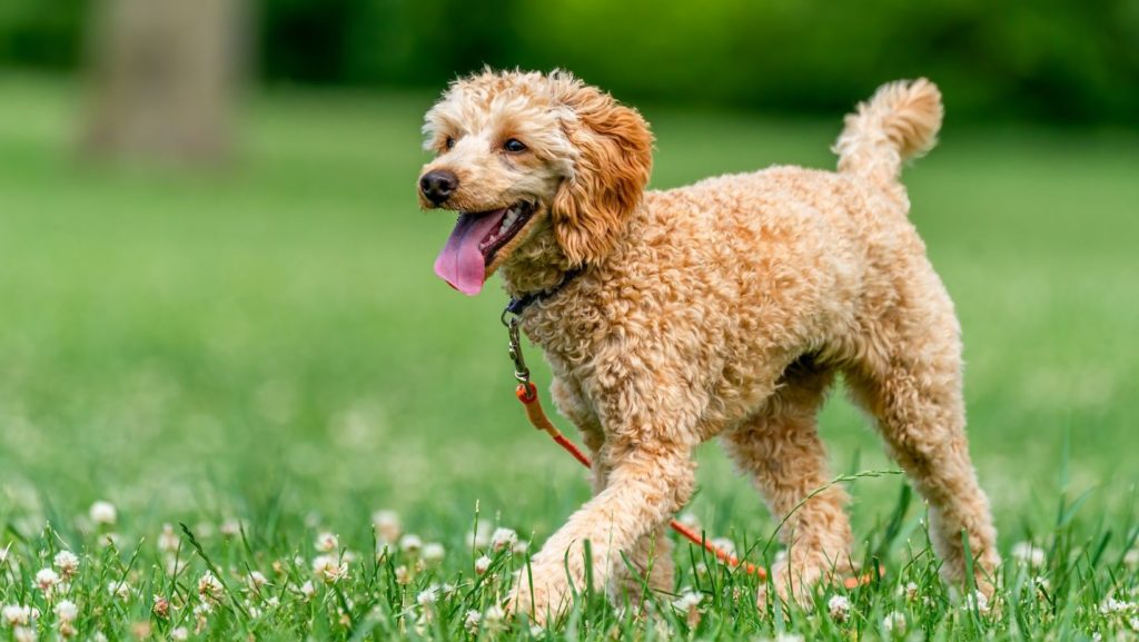 Tan poodle happily playing in the grass with its leash still attached