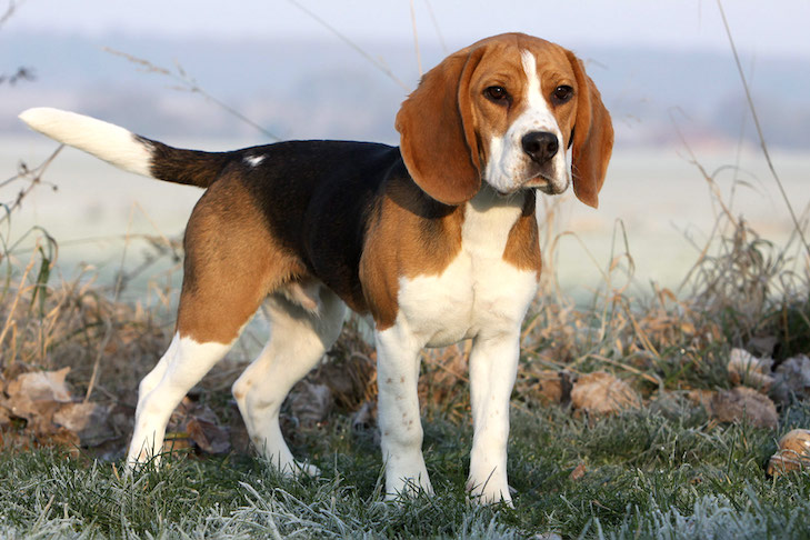 Beagle standing in a frosty field on a cold morning