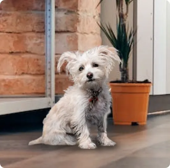 Small white fluffy dog sitting on a wooden floor next to an orange potted plant in a cozy indoor setting with brick and metal shelving.