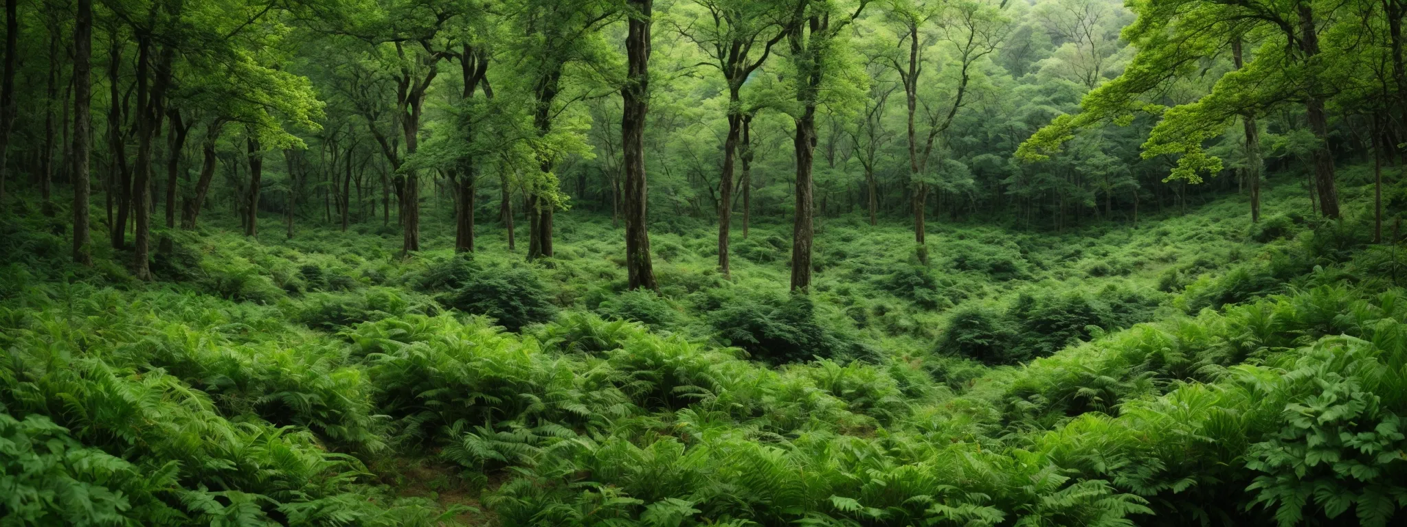 a panoramic view of a thriving green forest symbolizing organic growth and ethical natural practices.
